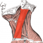 The sternocleidomastoideus is the muscle you want to avoid putting the electrodes on.